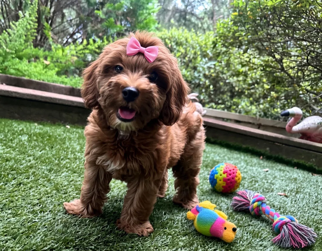 8 week old red yorkipoo girl for sale near gainesville