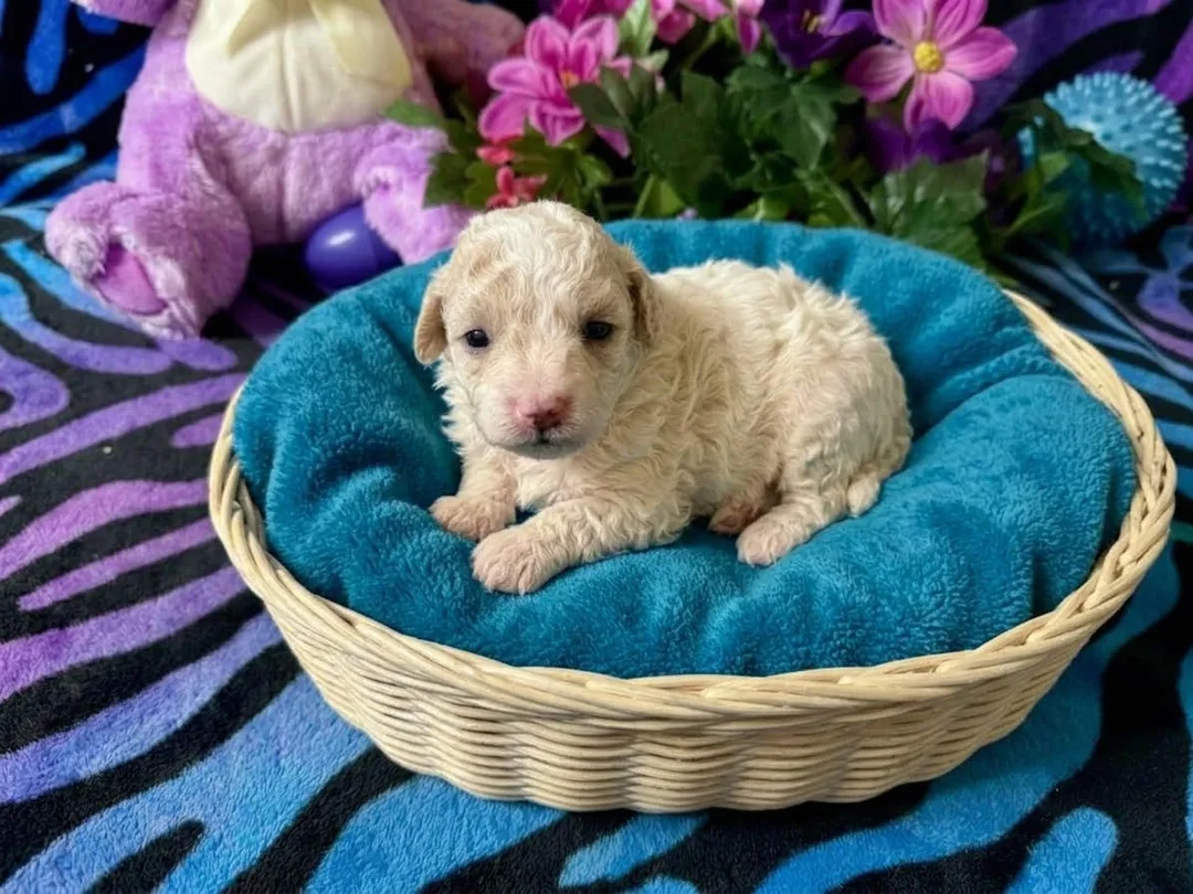 playful  morkie puppy standing looking at the camera