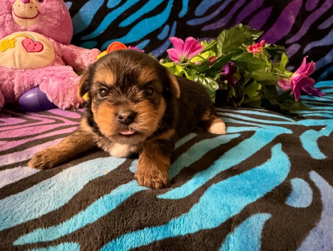 playful  morkie puppy standing looking at the camera