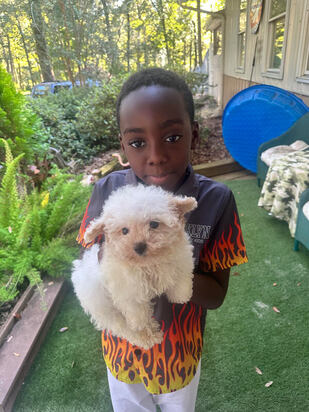 Pair of small white  Morkie and Maltipoo puppies playing on a rug⁠