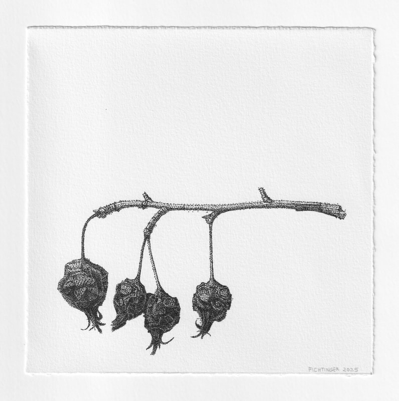 ink drawing of natural object
