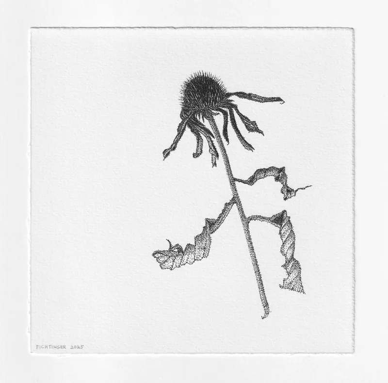ink drawing of natural object