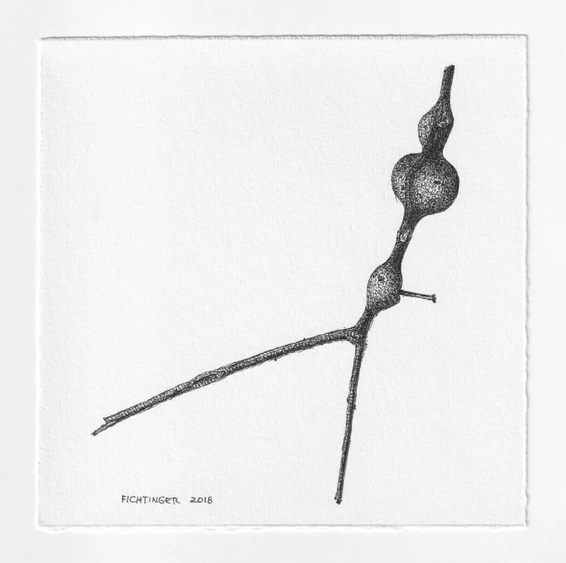 ink drawing of natural object