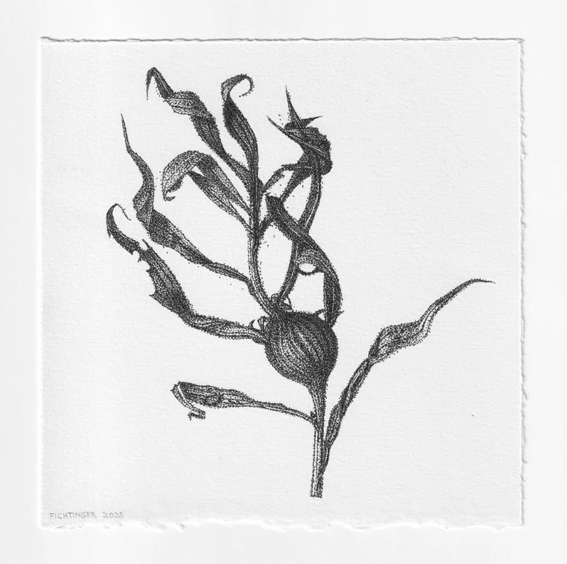 ink drawing of natural object
