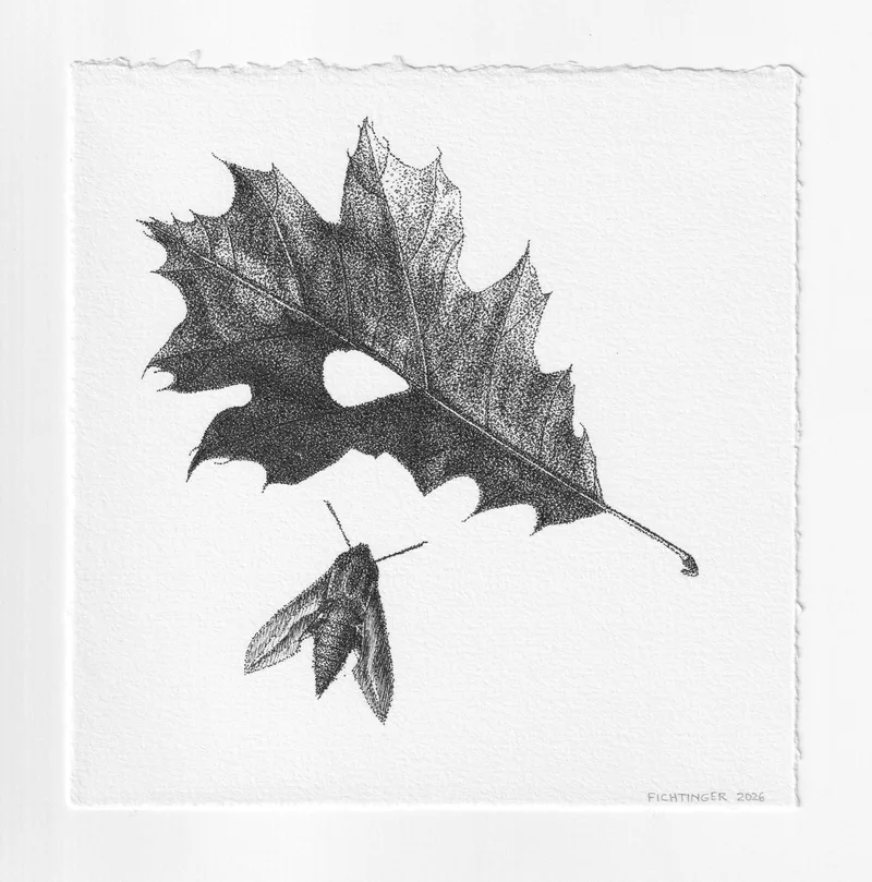 ink drawing of natural object