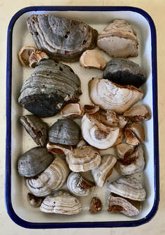 Collection of bracket fungi