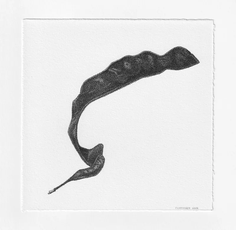 ink drawing of natural object