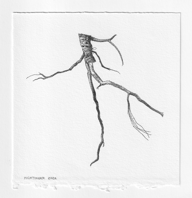 ink drawing of natural object