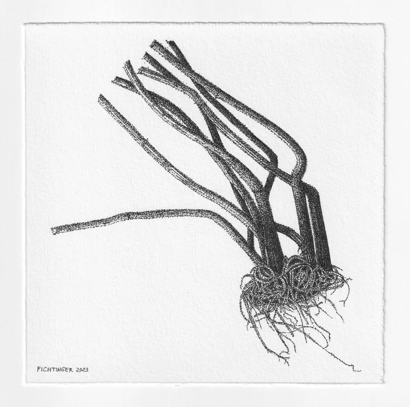 ink drawing of natural object