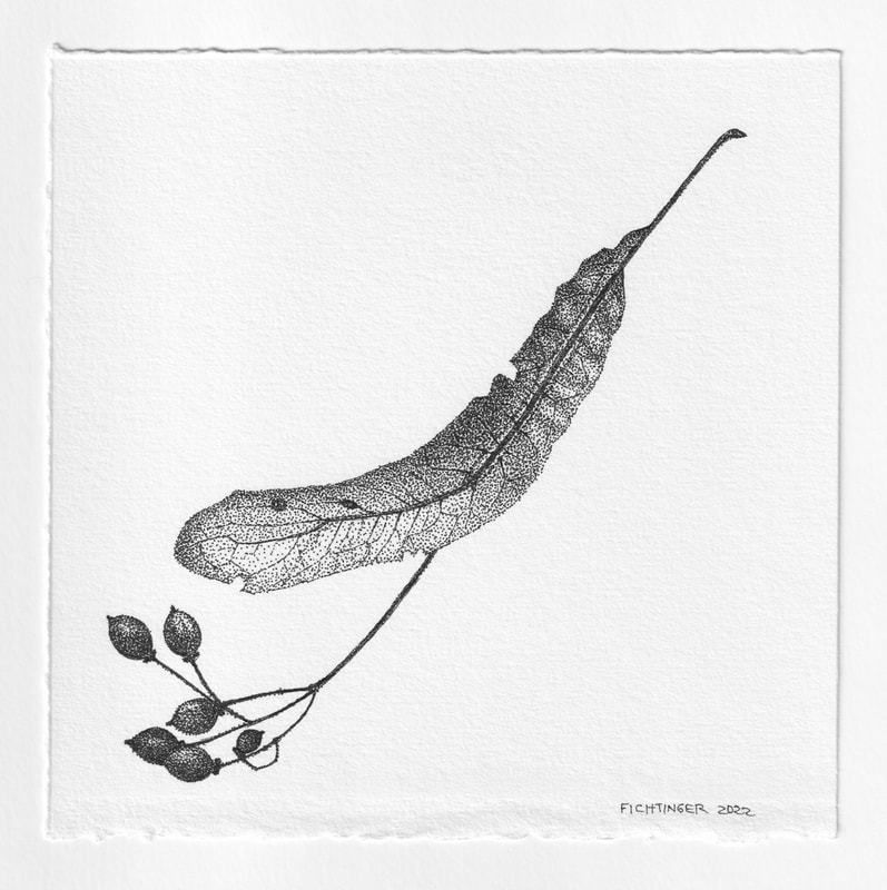 ink drawing of natural object