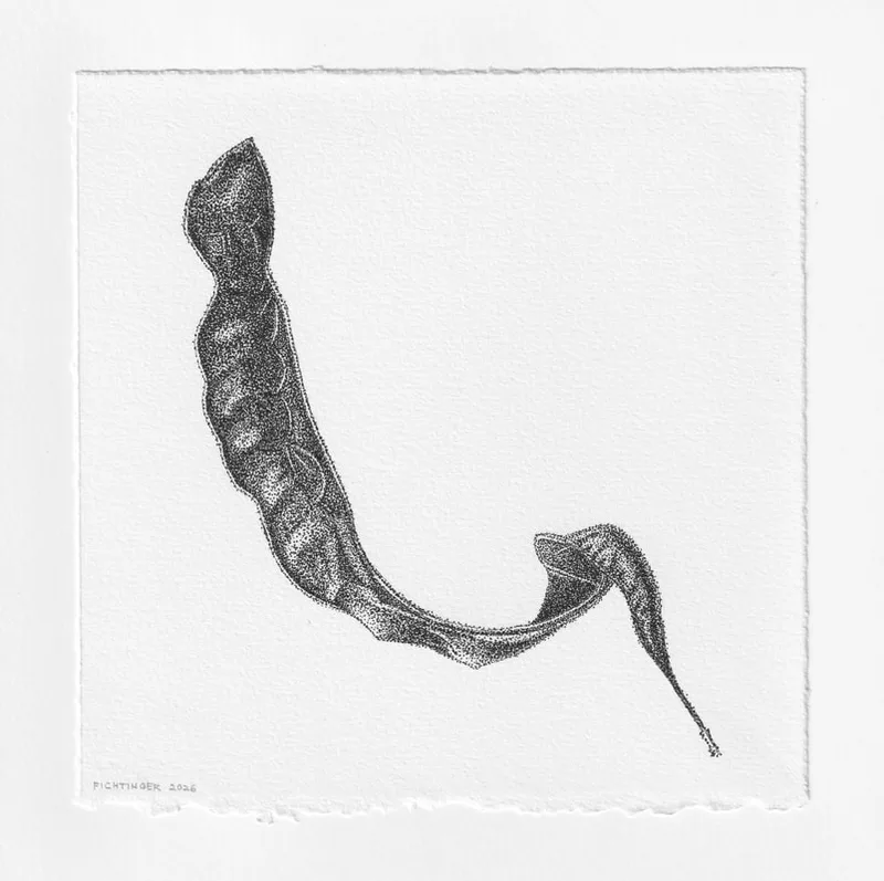 ink drawing of natural object