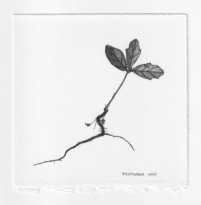 ink drawing of natural object