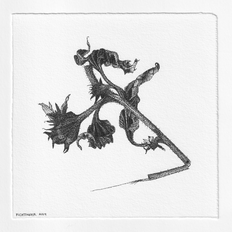 ink drawing of natural object