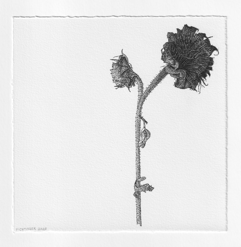 ink drawing of natural object