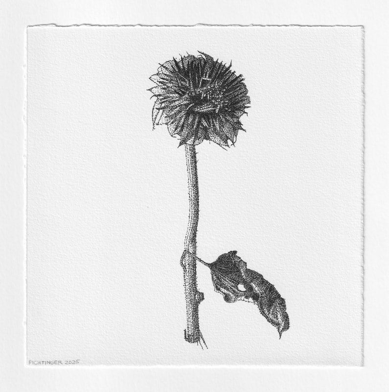 ink drawing of natural object