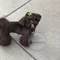 carousel chooser