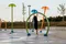 carousel chooser