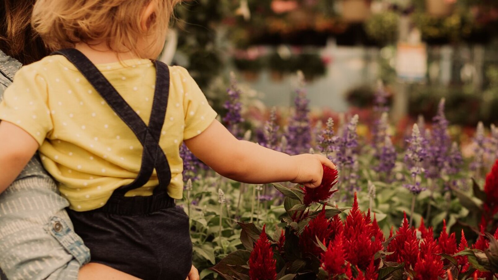 Here is a mother and daughter looking at flowers at Canadale Nurseries. In the front are red flowers and beside those are tall purple flowers. The Moher is holding the daughter in her arms and the daughter is touching the red flowers. The daughter is wearing a yellow polka dot top and black overalls. The mother is wearing a light baby blue dress with a white pattern.