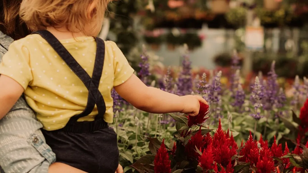 Here is a mother and daughter looking at flowers at Canadale Nurseries. In the front are red flowers and beside those are tall purple flowers. The Moher is holding the daughter in her arms and the daughter is touching the red flowers. The daughter is wearing a yellow polka dot top and black overalls. The mother is wearing a light baby blue dress with a white pattern.