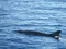 carousel chooser