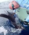carousel chooser