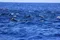 carousel chooser