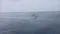 carousel chooser