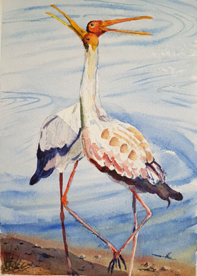 Two yellow billed storks