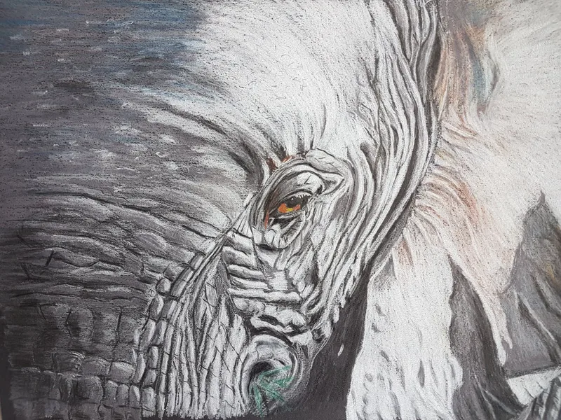 close up with elephant