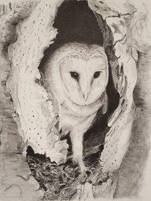 Barn owl in a tree