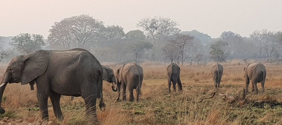Elephants in Zambia