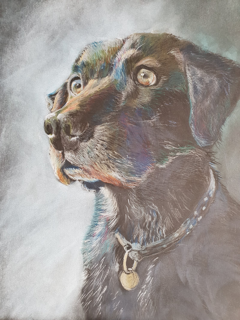 Black Labrador Jenny