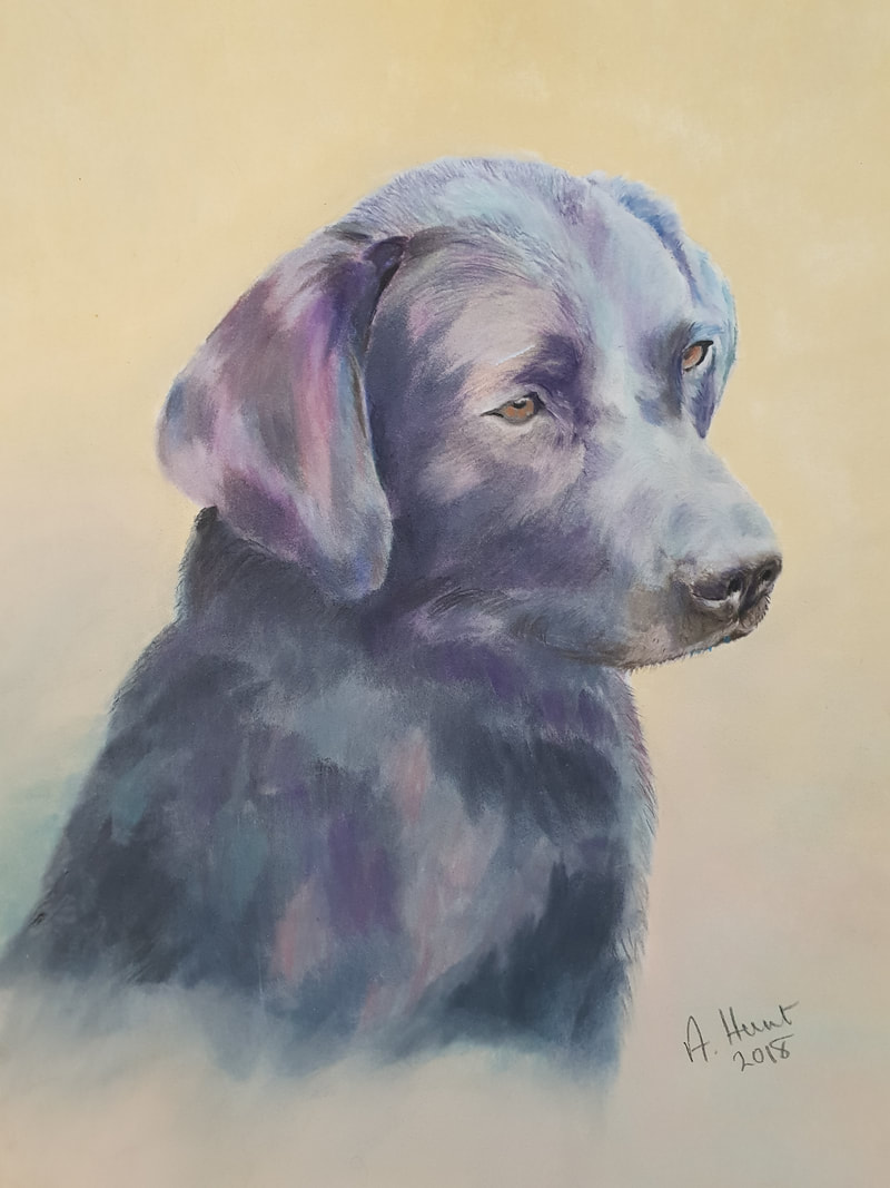 Black labrador