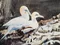 carousel chooser