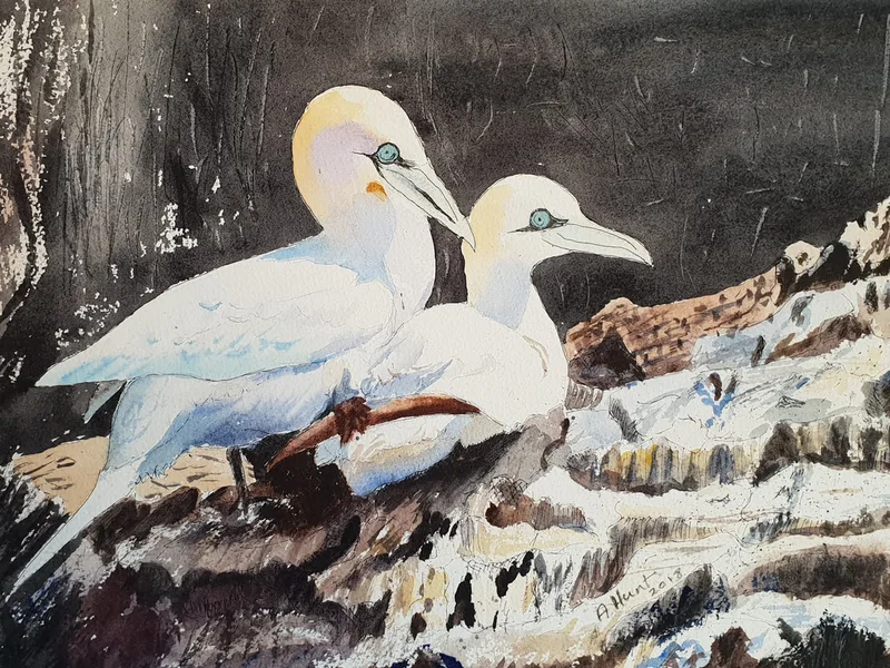2 gannets