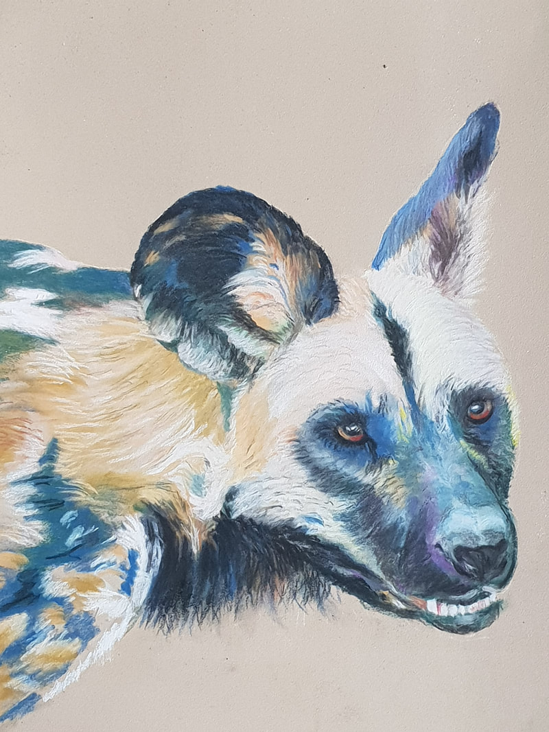 wild dog head