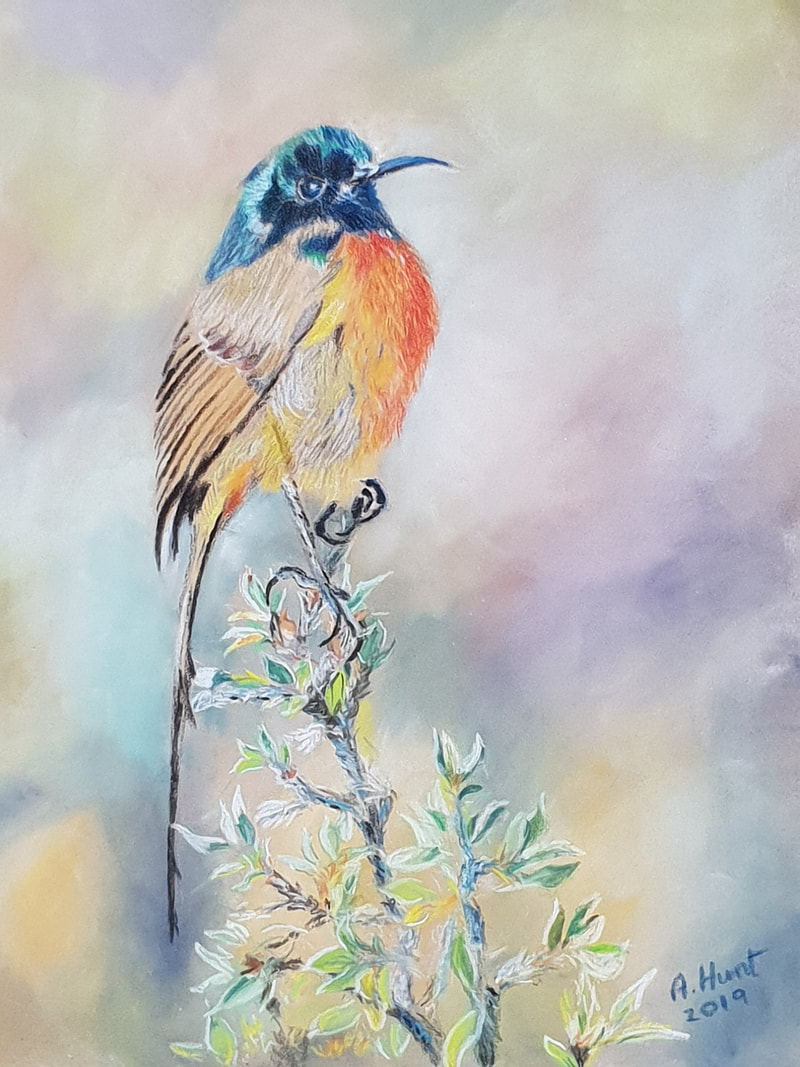 Orange breasted sunbird