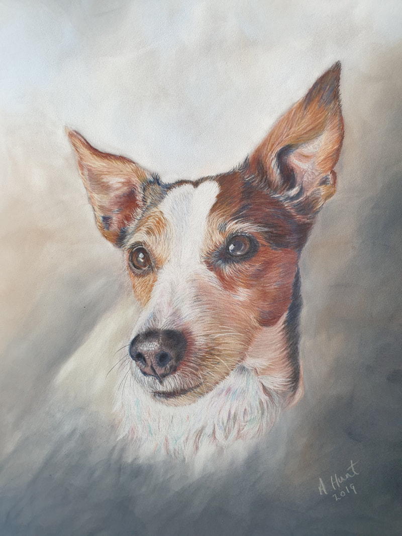 Jack Russel Portrait