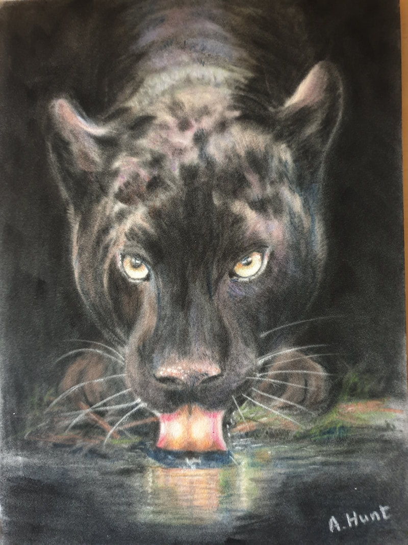 Black panther drinking