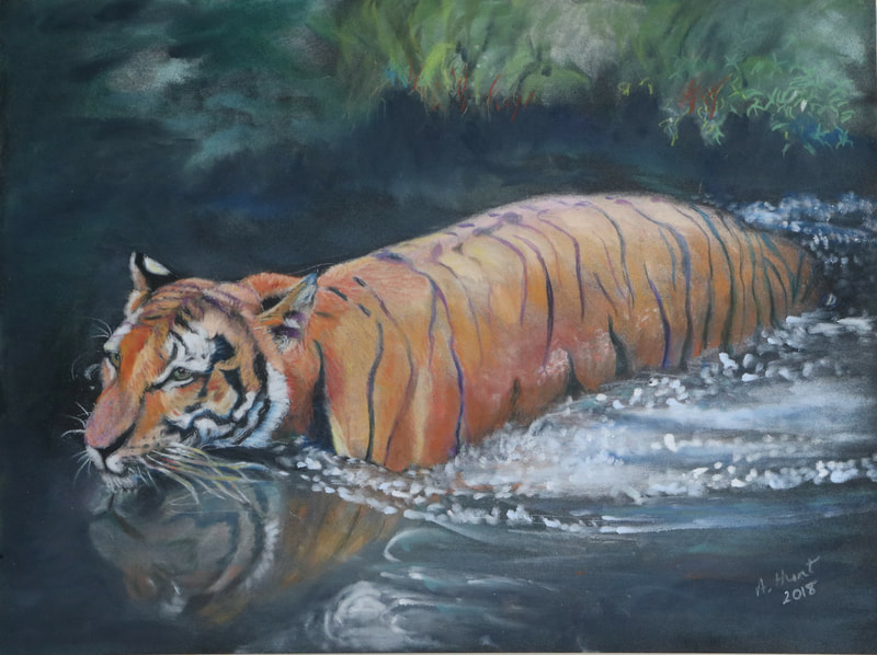 swimming tiger