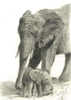 Elephant with baby