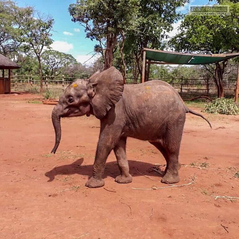 Baby elephant Lani