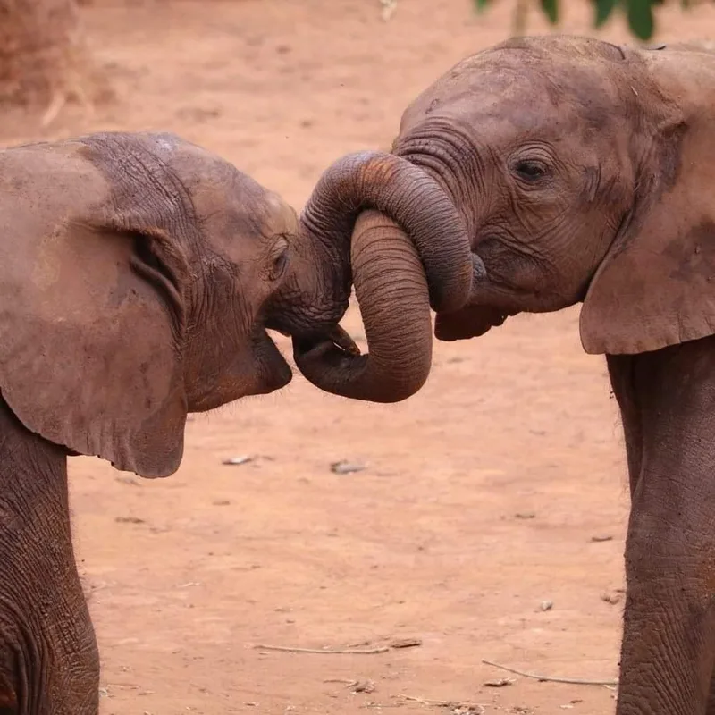Baby elephants playtime