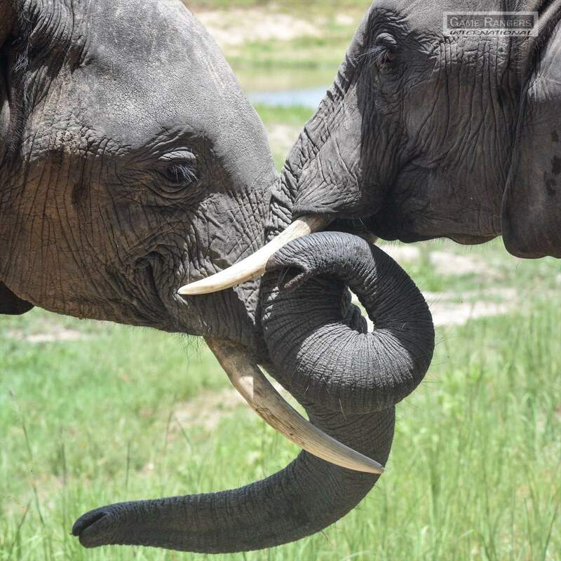Elephants tussle