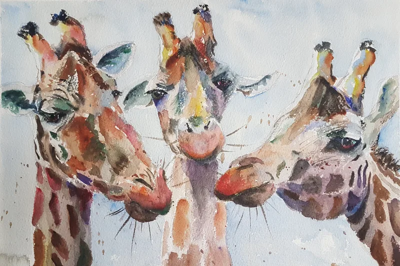 Three giraffe heads