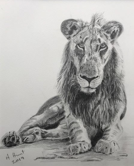 Resting lion