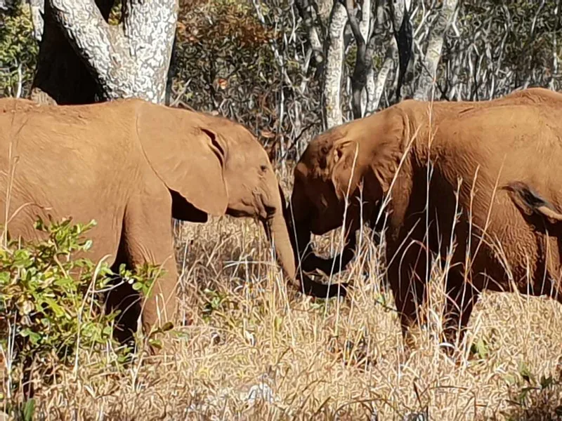 two elephants