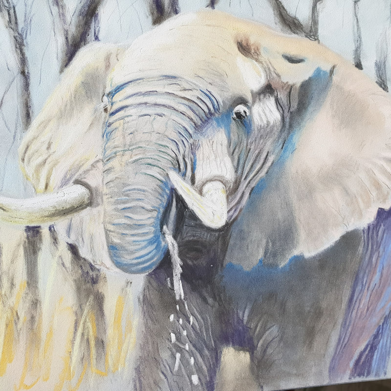 Old bull drinking