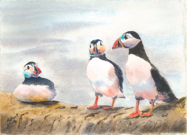 Three Puffins