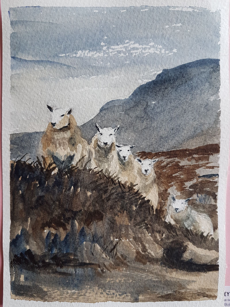 Cheviot sheep standing in line